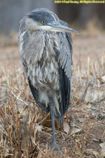 great blue heron